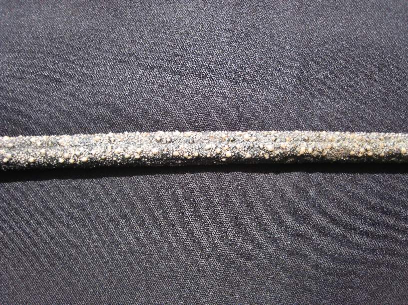 Stingray Riding-whip. Circa 1880